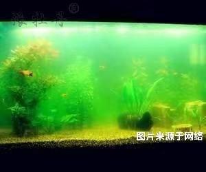 魚缸可以用活性炭來凈化嗎？